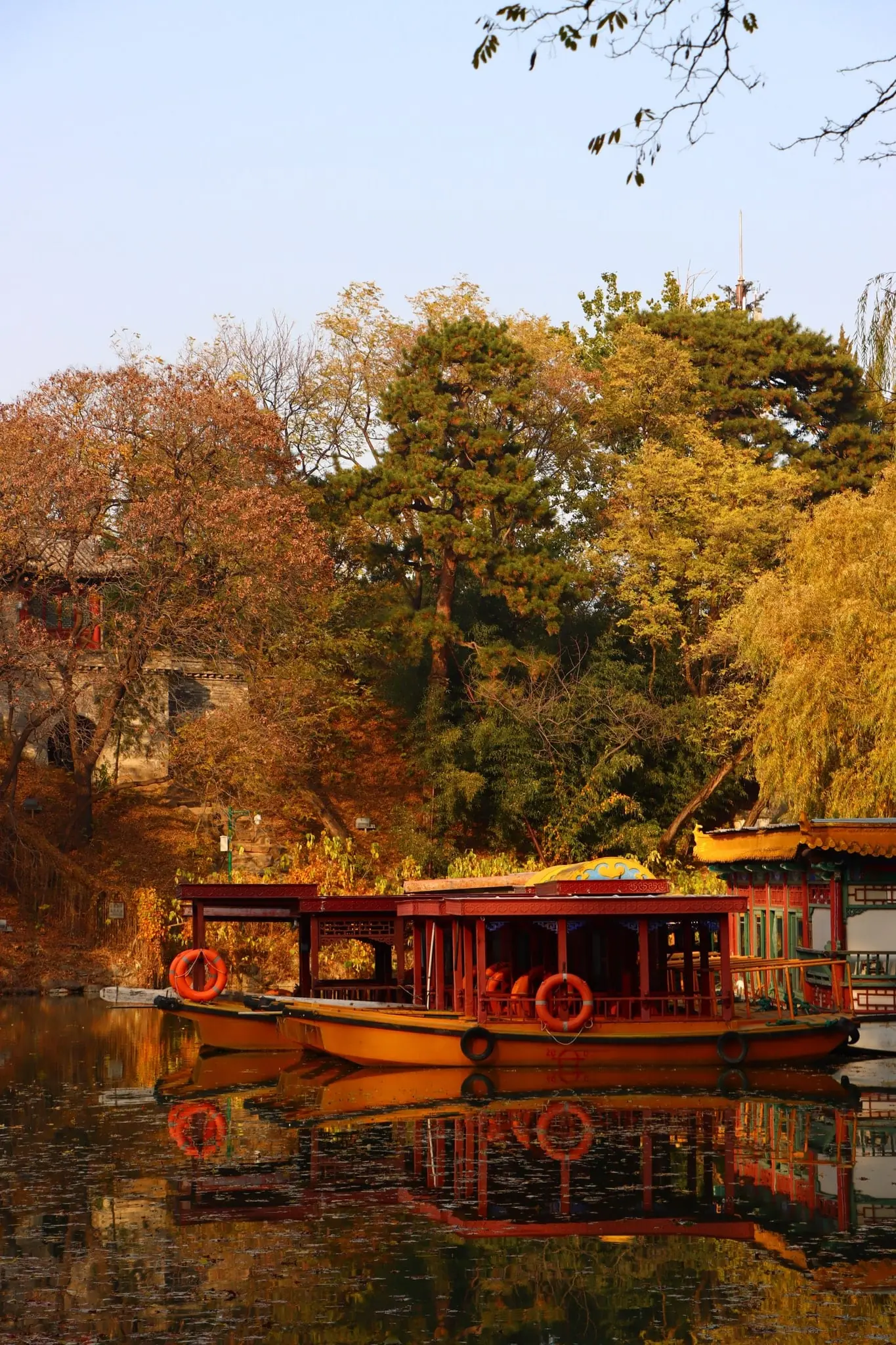 Red Maple Leaves at Fragrant Hills
