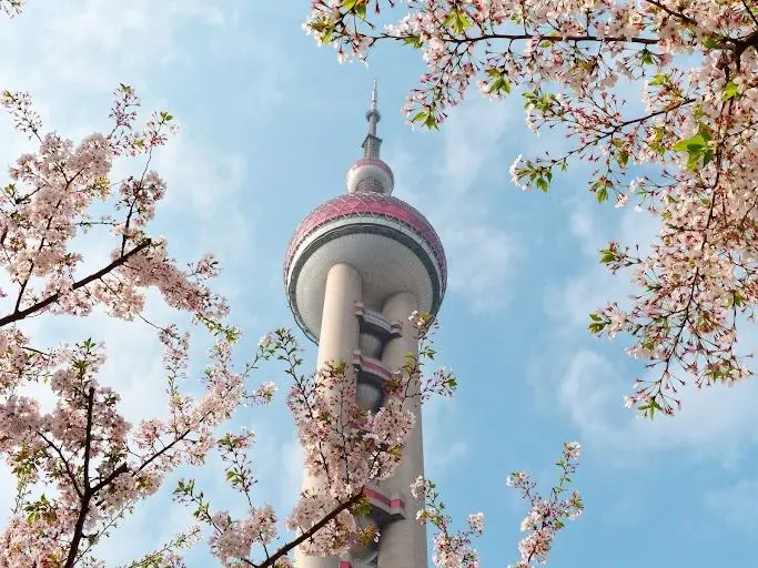Magnolia Blossoms in a Shanghai Park