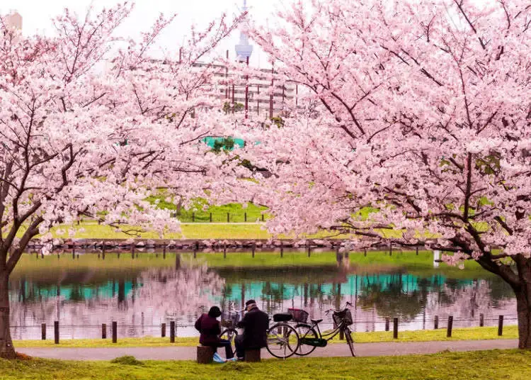 Tokyo Cherry Blossoms
