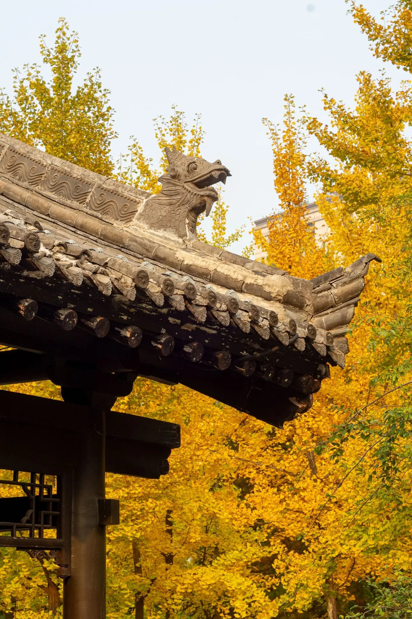 Persimmon Harvest near Xi'an