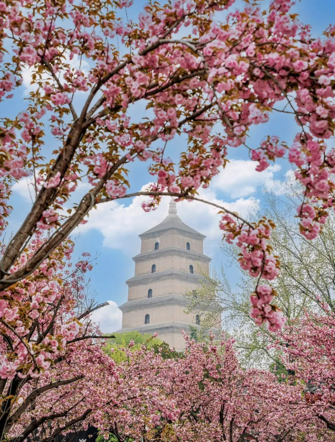 Blossoms Along the Xi'an City Wall