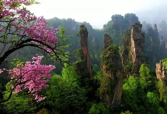 Spring Mist Over Zhangjiajie Pillars
