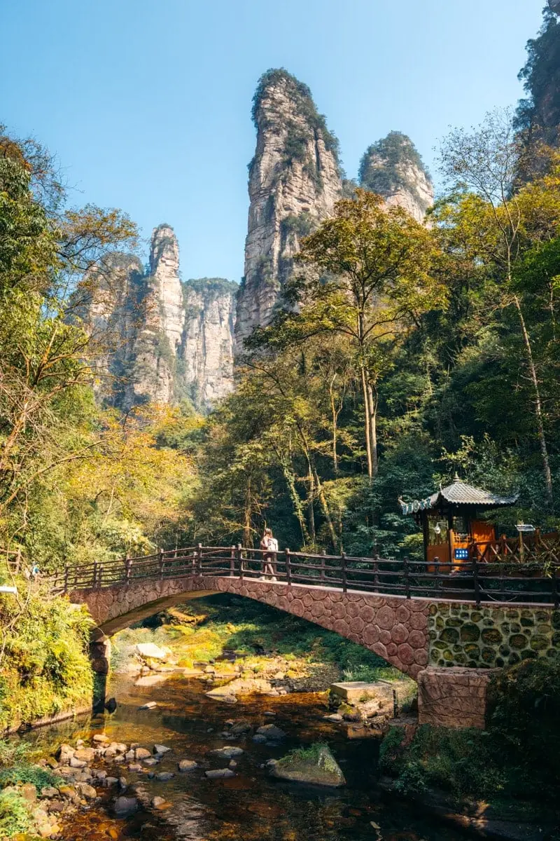 Lush Summer Foliage in Zhangjiajie